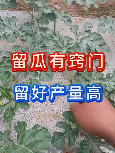 留瓜留的好西瓜产量才会高 #西瓜种植 #留瓜技术 #西瓜坐瓜 #西瓜移栽 #西瓜管理