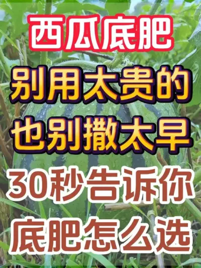 西瓜底肥别用太贵的 #西瓜种植 #西瓜缓苗 #西瓜底肥 #西瓜移栽 #西瓜管理
