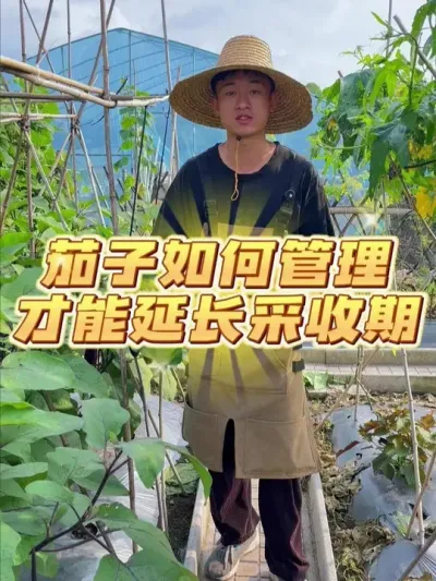 茄子开花结果期如何管理能延长茄子的采收期？ #种植小技巧 #关注我一起学种菜 #自己种的纯天然的绿色蔬菜 #家庭种植 #种菜