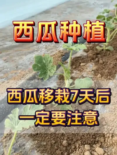 西瓜移栽7天后一定要注意 #西瓜种植 #西瓜病害防治 #西瓜坐瓜 #西瓜移栽 #西瓜管理