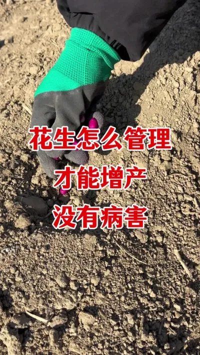 花生怎样管理高产不得病害#花生种植 #花生高产 #花生种植管理技术 #花生高产叶面肥 #花生膨大粒粒饱
