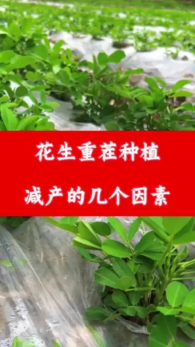 花生重茬减产的几个因素#花生重茬 #花生种植减产因素 #花生种植管理技术 #花生减产 #花生种植管理技术