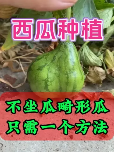 不坐瓜畸形瓜一个方法轻松解决 #西瓜种植 #西瓜病害防治 #西瓜坐瓜 #西瓜移栽