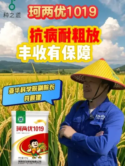 珂两优-抗病耐粗放，丰收有保障 #种之道  #水稻品种 #春耕进行时 #抗病耐粗放 #高产