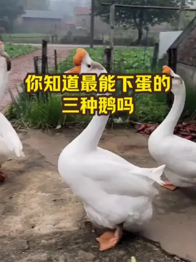 你知道最能下单蛋的，三种鹅吗 #抖音三农#养鹅#养殖