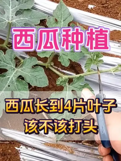 西瓜长到4片叶子该不该打头 #西瓜种植 #西瓜种植技术 #种植小技巧 #大棚西瓜 #西瓜打头