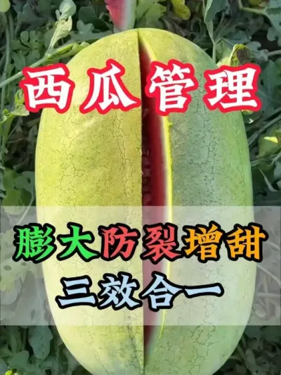 西瓜甜度高品相好才能有个好收成 #西瓜种植 #膨大增甜 #露天西瓜 #西瓜管理 #助力农业