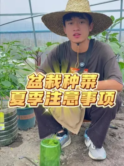 夏季盆栽种菜注意事项有哪些？ #种植小技巧 #关注我一起学种菜 #家庭种植 #阳台种菜 #我的小菜园