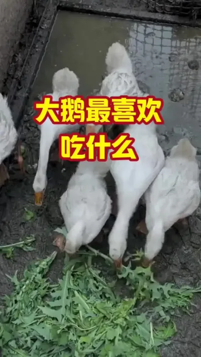 大鹅喜欢，吃什么#抖音三农#养鹅#养殖