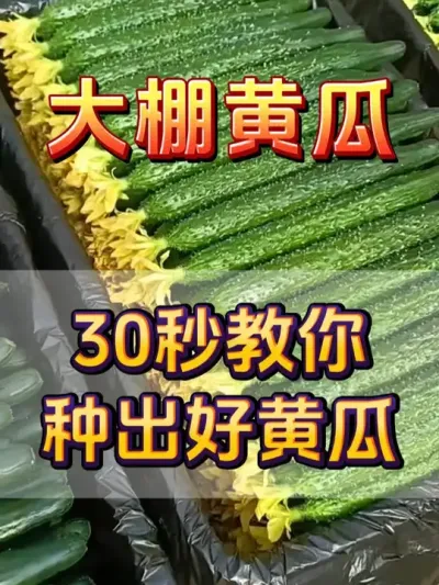 30秒教你种出好黄瓜 #黄瓜种植 #黄瓜管理 #大棚蔬菜 #蔬菜种植 #助力农业发展