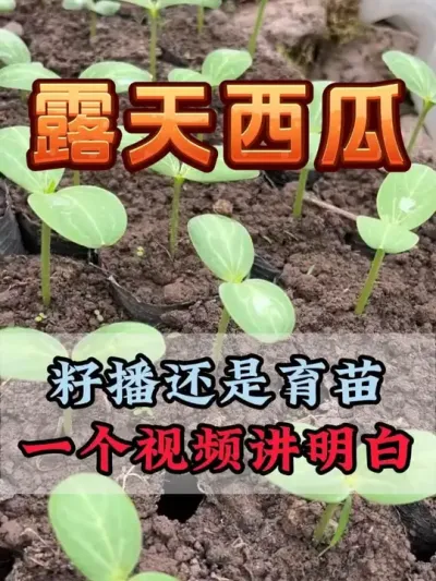 露天西瓜籽播还是育苗播种 #西瓜种植 #花芽分化 #西瓜坐瓜 #西瓜移栽 #西瓜管理