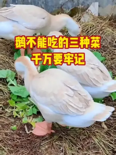 鹅不能吃的三种菜，一定要牢记#抖音三农#养殖#养鹅