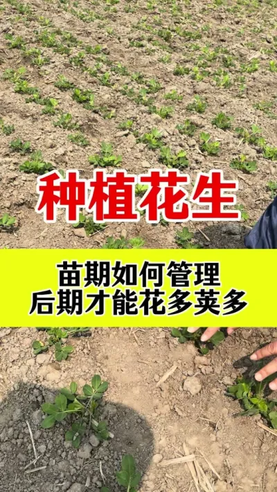 花生高产种植管理#花生种植 #花生高产种植 #花生高产配方 #花生膨大粒粒饱 #花生高产