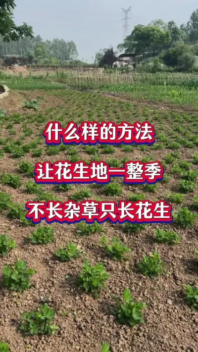 花生苗前封闭除草配方#花生种植 #花生苗前封闭除草剂 #苗前封闭 #除草剂 #花生封闭除草剂