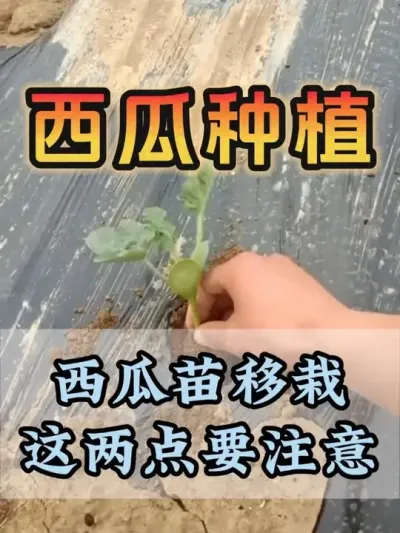 西瓜苗移栽这两点要注意 #西瓜种植 #花芽分化 #膨大增甜 #西瓜移栽 #西瓜管理