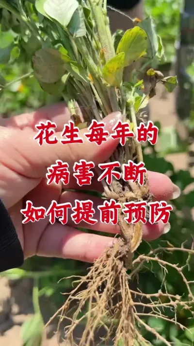 花生每年病害不断应该怎样防治#花生种植 #花生种植管理技术 #土壤改良 #耕卫壤净 #花生病害防治