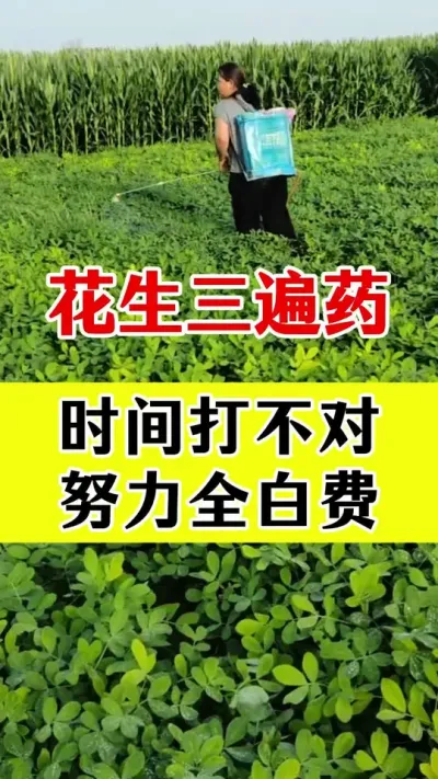 花生三遍套餐#花生种植 #花生高产三遍药 #花生高产种植 #花生