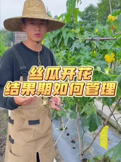 丝瓜开花结果期如何管理？ #种植小技巧 #关注我一起学种菜 #家庭种植 #我的小菜园 #种菜