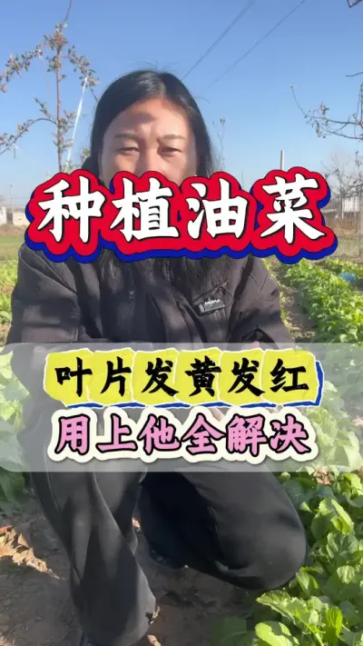 油菜叶片发黄发红喷一喷快速转绿#油菜叶片发黄 #油菜黄叶红叶一喷灵 #油菜种植技术 #油菜高产种植 #油菜种植