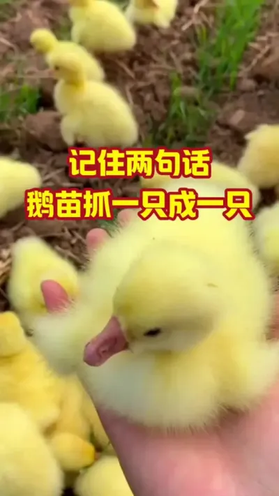 记住两句话，鹅苗抓一只成一只#抖音三农#养鹅#养殖