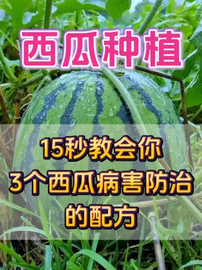 3个西瓜病害防治的配方 #西瓜种植 #西瓜种植技术 #种植小技巧 #大棚西瓜 #瓜农不容易
