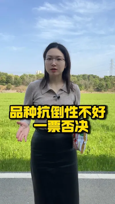 品种抗倒性不好 一票否决 #种之道  #水稻种植技术 #高产 #春耕进行时 #珂两优1019