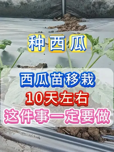 西瓜移栽10后左右这件事一定要做 #西瓜种植 #西瓜病害防治 #西瓜坐瓜 #西瓜移栽 #西瓜管理
