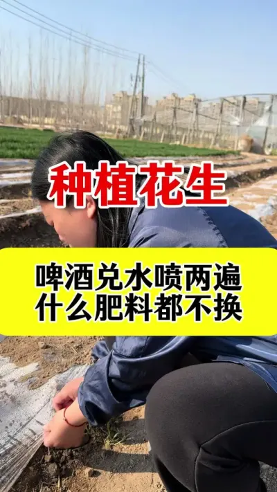 花生啤酒喷两遍，什么肥料都不换 #花生高产种植 #花生种植管理技术 #花生高产叶面肥 #花生膨大粒粒饱