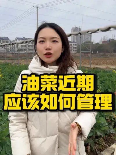 油菜近期应该如何管理#三农 #抖音助农 #农业技术推广 #油菜 #肥水管理