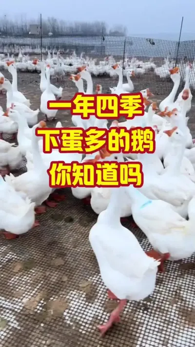 一年四季，下蛋最多的鹅，你知道吗#抖音三农#养鹅#养殖