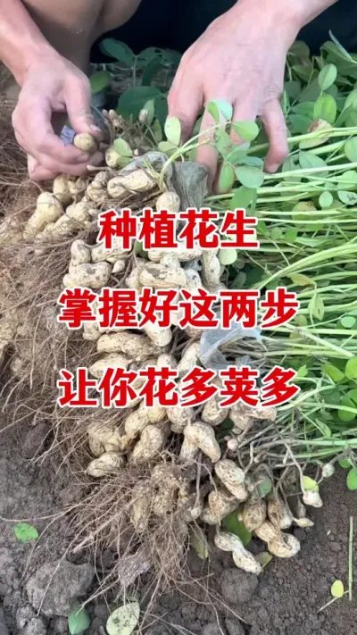 花生种植怎样管理才能花多荚多产量高#花生种植 #花生高产叶面肥#花生高产 #花生膨大粒粒饱 #花生高产叶面肥
