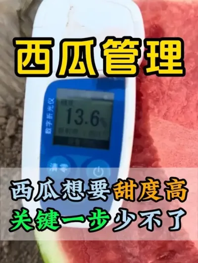 西瓜想要甜度高关键一步少不了 #西瓜种植 #膨大增甜 #露天西瓜 #西瓜管理 #中老年宝藏单品