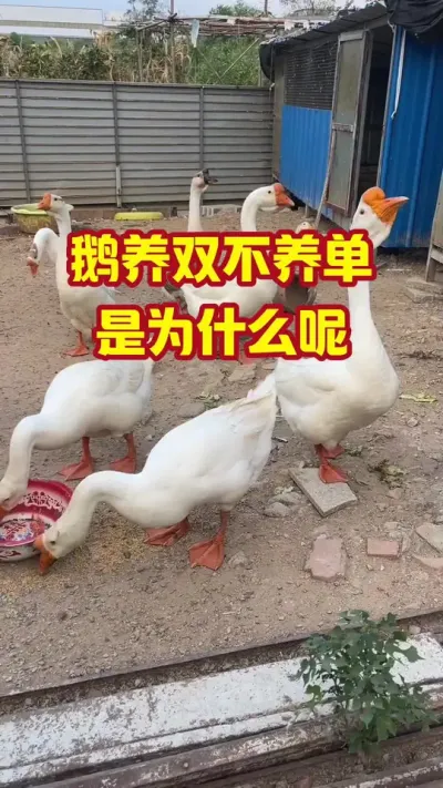 鹅养双不养单，是为什么呢#抖音三农#养鹅#养殖