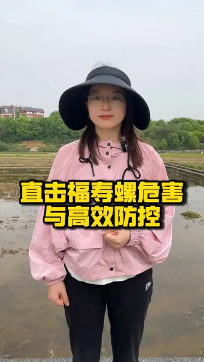 直击福寿螺危害与高效防控 #种之道 #水稻种植技术 #春耕进行时 #高产 #福寿螺防治