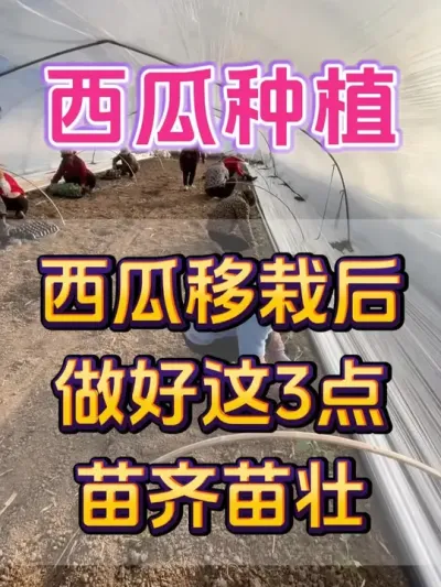 西瓜移栽后做好这3点 #西瓜种植 #西瓜缓苗 #种植小技巧 #西瓜移栽 #西瓜管理