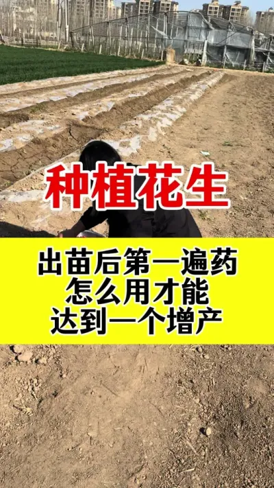 花生出苗后第一遍管理什么时候效果最佳#花生种植 #花生第一遍药 #花生高产 #花生膨大粒粒饱 #花生高产叶面肥