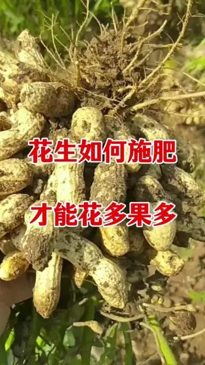 花生高产种植管理#花生种植 #花生高产 #花生高产叶面肥 #花生膨大粒粒饱 #花生种植管理技术