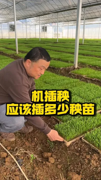 机插秧应该插多少秧苗合适 #种之道  #水稻种植技术 #高产 #春耕进行时 #机插秧