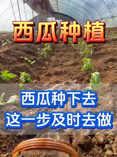 西瓜种下去这一步及时去做 #西瓜种植 #花芽分化 #西瓜坐瓜 #西瓜移栽 #西瓜管理