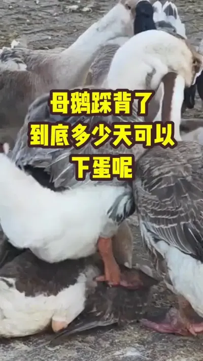 母鹅踩背了，到底多少天可以，下蛋呢#三农#养鹅#养殖