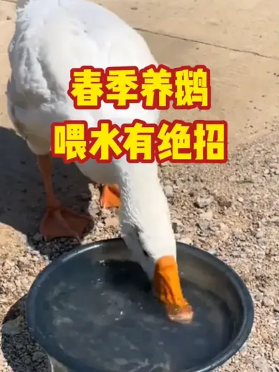 春天养鹅，喂水有绝招#抖音三农#养鹅#养殖