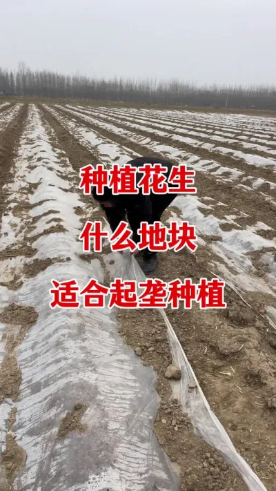 花生种植什么地块适合起垄种植#花生种植 #花生起垄种植 #花生施肥 #花生颗粒硼肥 #花生高产