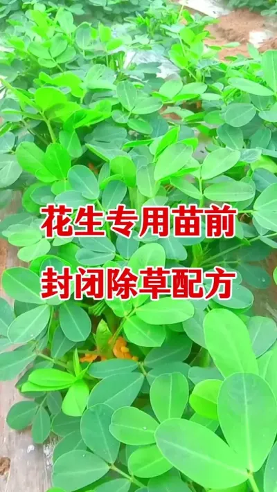 花生苗前封闭除草配方#花生种植 #花生苗前封闭除草剂 #苗前封闭除草剂 #除草剂 #花生专用除草剂