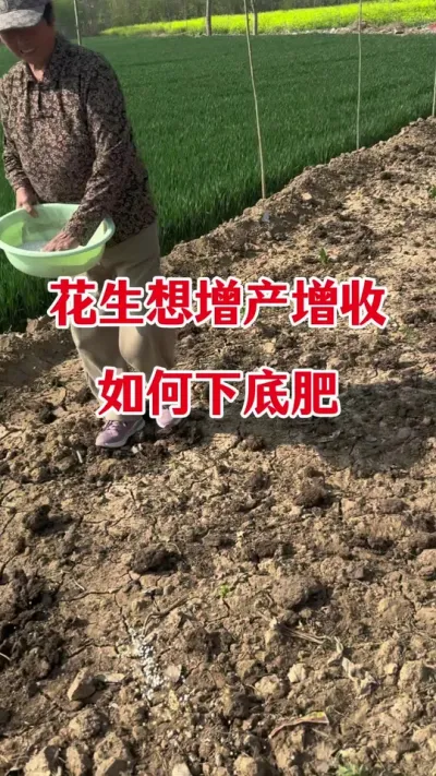 花生增产增收底肥#花生种植 #花生颗粒硼肥 #花生施肥 #花生高产 #花生种植管理技术