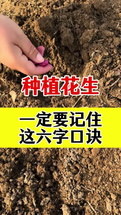 花生种植一定要记住六字口诀#花生种植 #花生高产种植 #花生底肥 #花生颗粒硼肥 #花生高产种植