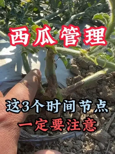 西瓜种植这3个时间节点一定要注意 #西瓜种植 #膨大增甜 #露天西瓜 #西瓜管理 #助力农业