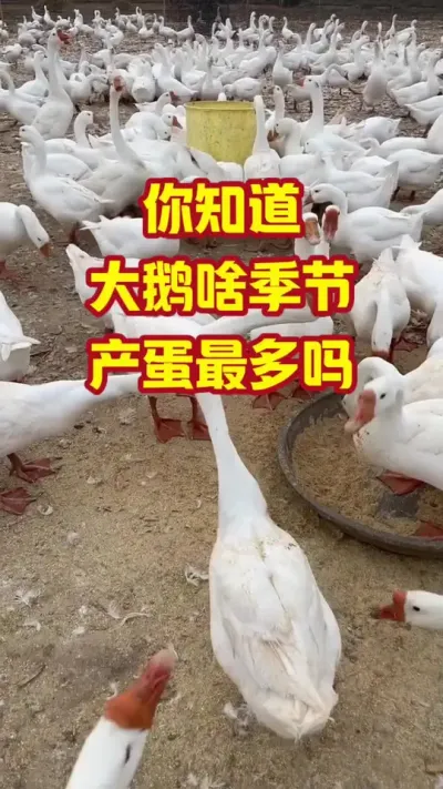 你知道，大鹅啥季节，产蛋最多吗#抖音三农#养鹅#养殖