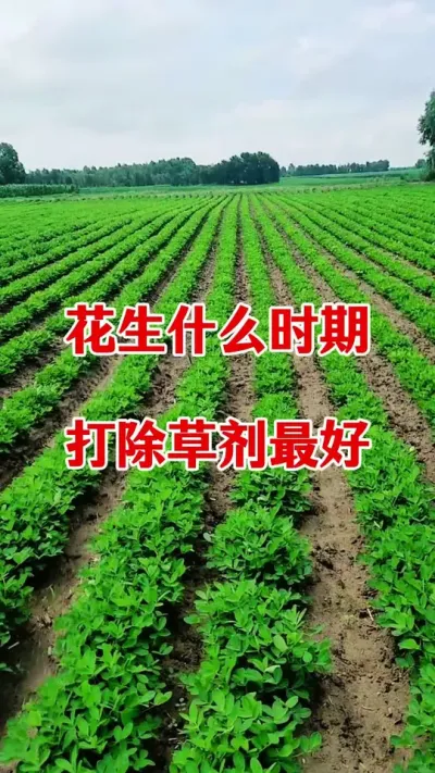花生除草剂具体喷施时间#花生种植 #花生除草剂 #花生苗前封闭除草剂 #苗前除草 #乙草胺封闭除草剂