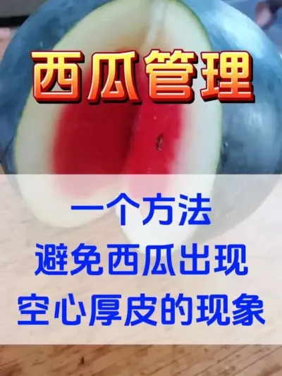 一个方法避免西瓜出现空心厚皮的现象 #西瓜种植 #花芽分化 #西瓜坐瓜 #西瓜移栽 #西瓜管理