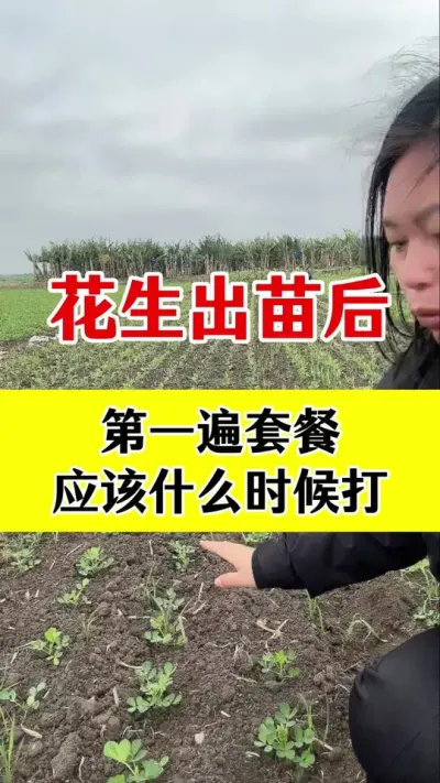 花生三遍套餐#花生种植 #花生三遍套餐 #花生病害防治 #花生高产种植 #花生高产管理